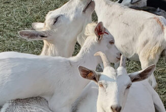 Breeding doelings: What Age Is Best?